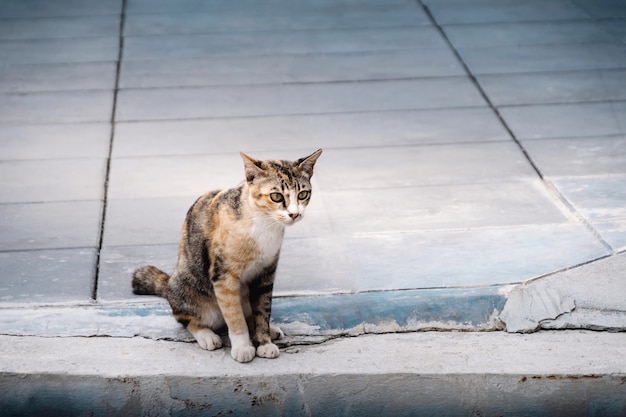 Фото Бродячий кот в городе. коричневый полосатый кот. цементный пол