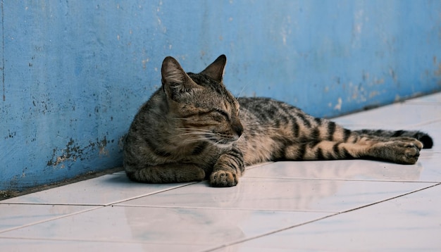 The stray cat is relaxing on the terrace floor of the house