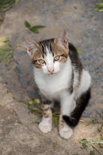 野良猫が街で見かける