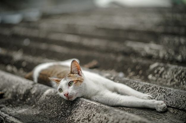 野良猫が家の屋根で寝ています。