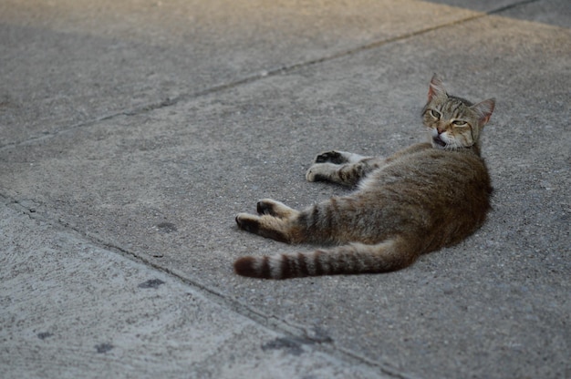 Stray cat laying on the ground