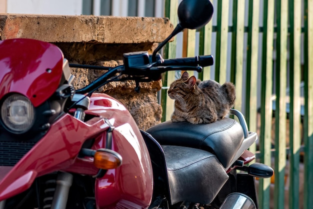 Stray cat naps on the saddle of a parked motorcycle