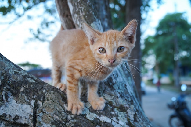 写真 木の上の野良猫