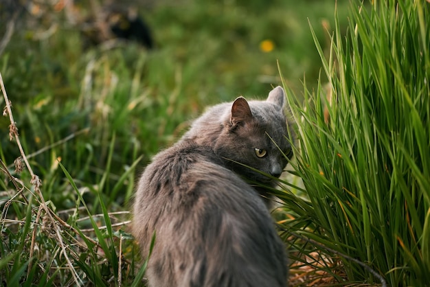 Stray cat outdoors in nature cat in the green grass summer evening in the garden with a pet