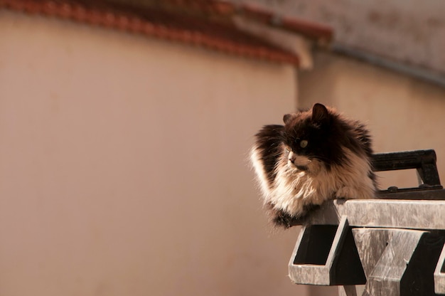 Stray cat resting on the lid of a garbage can