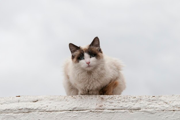 Stray cat resting on top of a wall