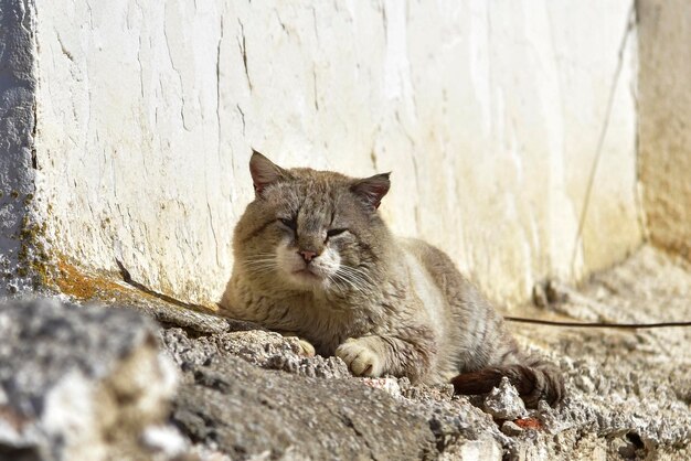 Stray cat resting on top of a wall.