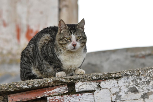 Бродячая кошка отдыхает на стене