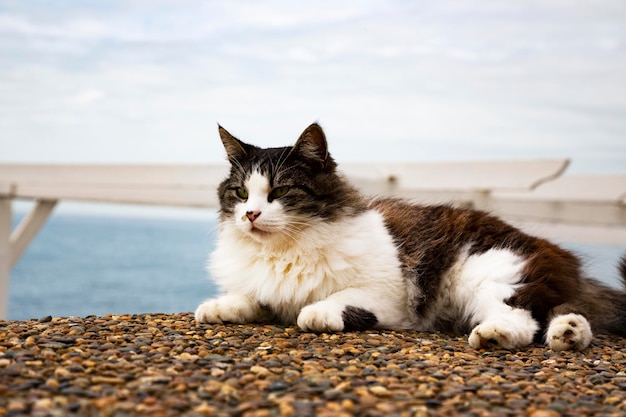 海のそばで休む野良猫は、晴れた日を楽しむ気分をリラックスさせます