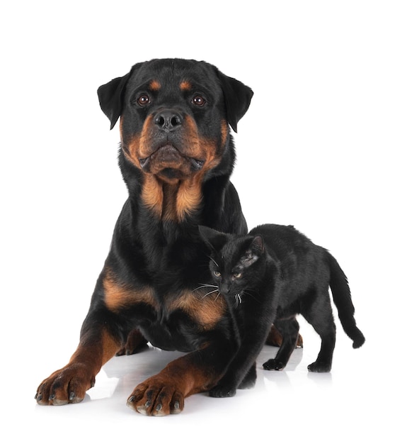 Stray cat and rottweiler in front of white background