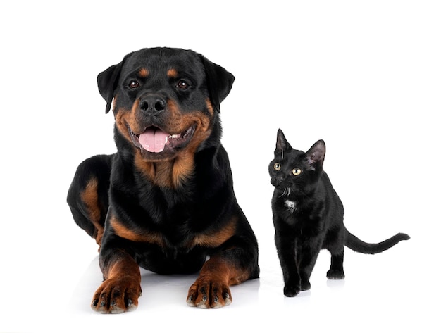 Gatto randagio e rottweiler in studio