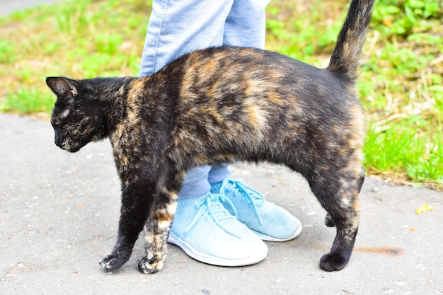 stray cat rubs against its legs problem of hungry lonely animals