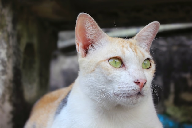 野良猫はうずくまって座って目をそらしました。