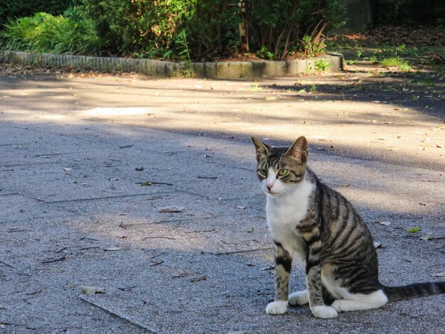 Foto gatto randagio sul marciapiede
