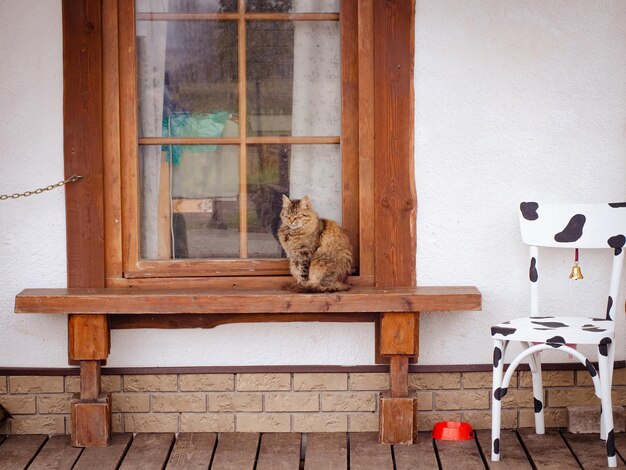 Photo stray cat next to the store waiting for food