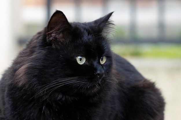 Photo stray cat in the street. fluffy black cat with green eyes.