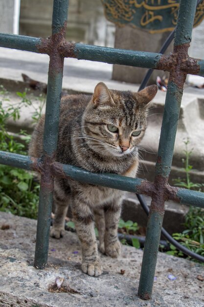 路上にいる迷子猫