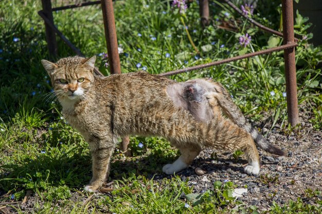 Бродячая кошка на улице