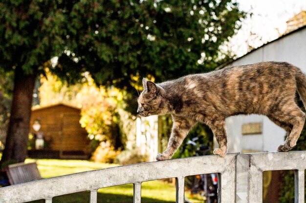 Foto gatto randagio che cammina sul cancello contro l'albero