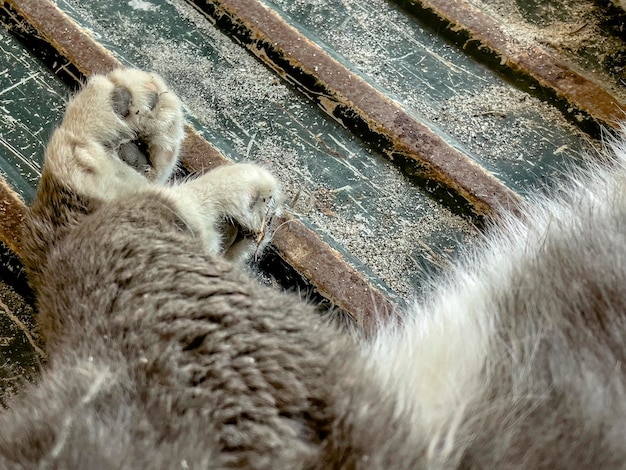 Паша бродячей кошки вблизи