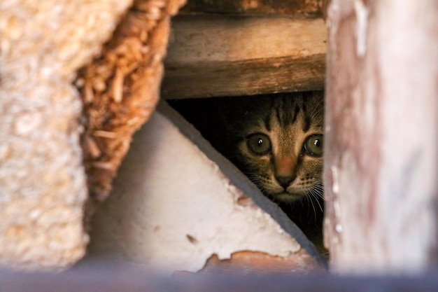 Stray cats in Ayvalik street, Turkey