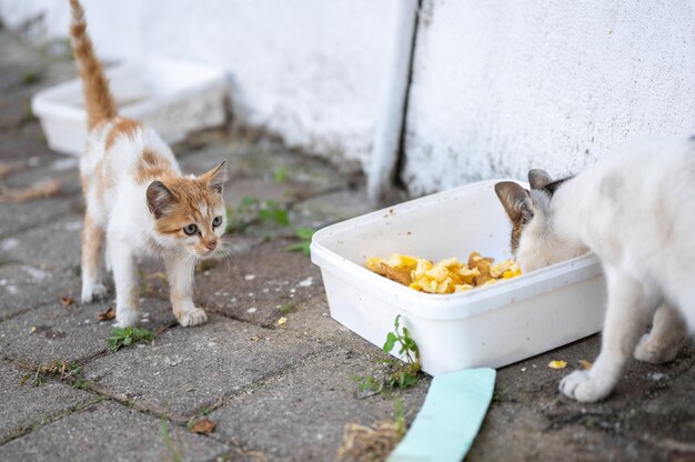 Lazy cat — asks