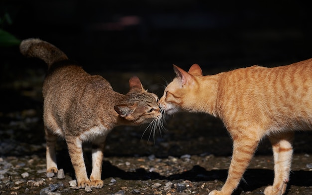 Stray cats greet each other