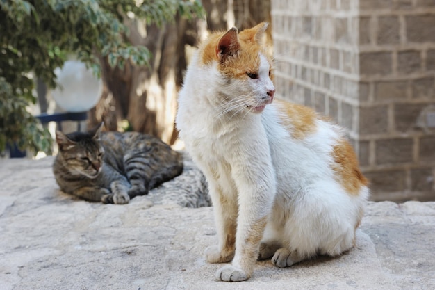 Stray cats in Jerusalem