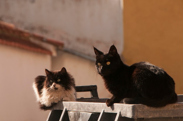 Stray cats resting on the lid of a garbage can