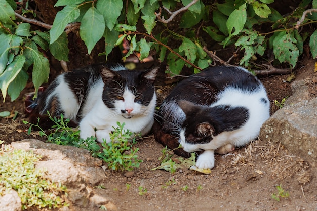 I gatti randagi dormono tra i cespugli