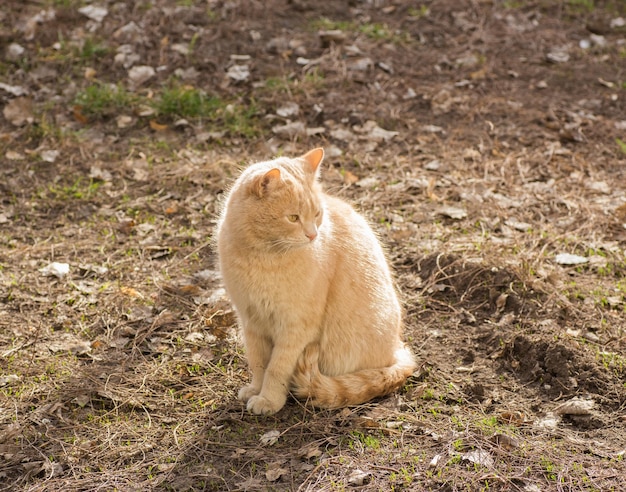 野良猫や通り