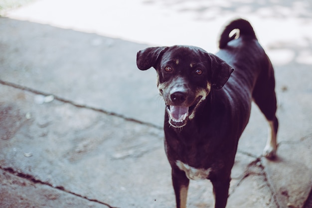 Un cane randagio, vita da solo in attesa di cibo. il cane randagio abbandonato senzatetto sta trovandosi nella via. piccolo cane abbandonato triste sul sentiero.