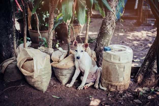 길 잃은 개, 음식을 기다리는 혼자의 삶. 버려진 노숙자 길 잃은 개가 거리에 누워있다. 보도에 약간 슬픈 버려진 된 개입니다.