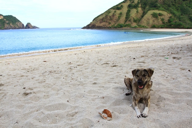 ビーチで野良犬