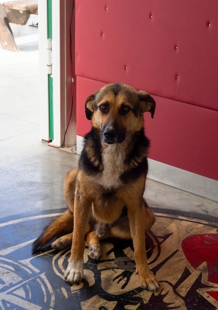 Photo a stray dog in a cafe in greece