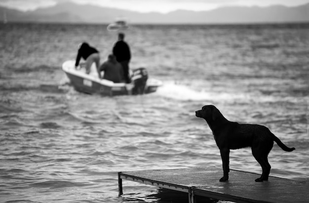 野良犬。遺棄され、孤独で、孤独な屋外の犬。