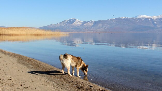 stray dog driniking water lake prespa in macedonia in winter