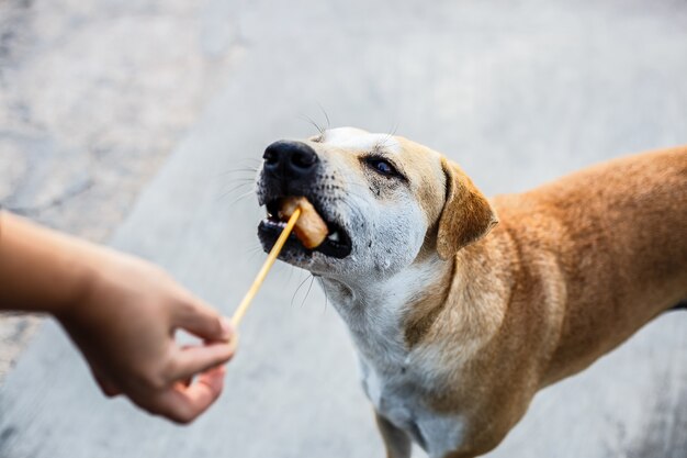 A stray dog eating sausage from human's hand on asphalt road. Soft focus.