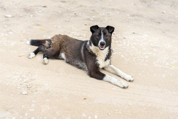 野良犬は未舗装の道路に横たわっています