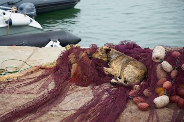 Photo a stray dog lies on a fishing net