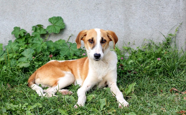 迷子の犬がカメラを見ている