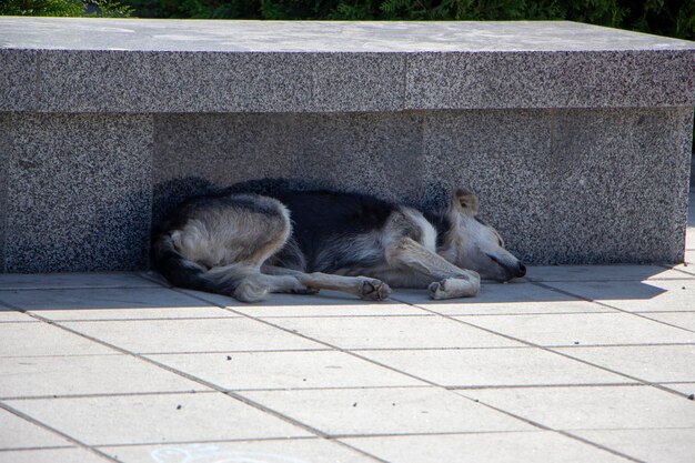 寒さの中で広場に横たわっている野良犬