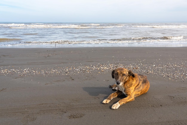 海岸の流浪犬