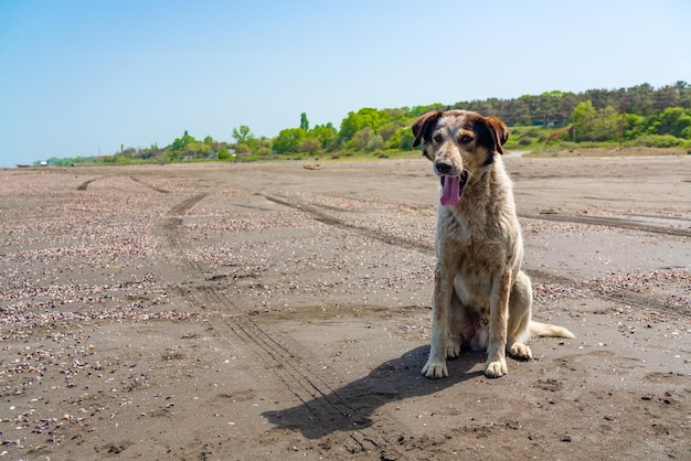 写真 海辺の岸辺の迷走犬