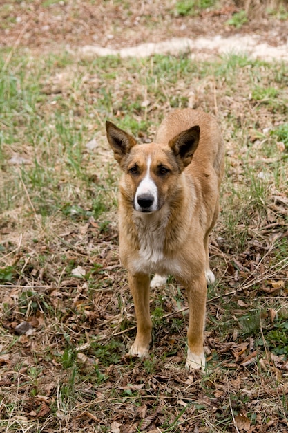 Stray dog pooch who lives in the Chernobyl exclusion zone