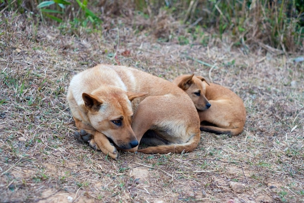 Stray dog and puppy sleeping lazy on hill