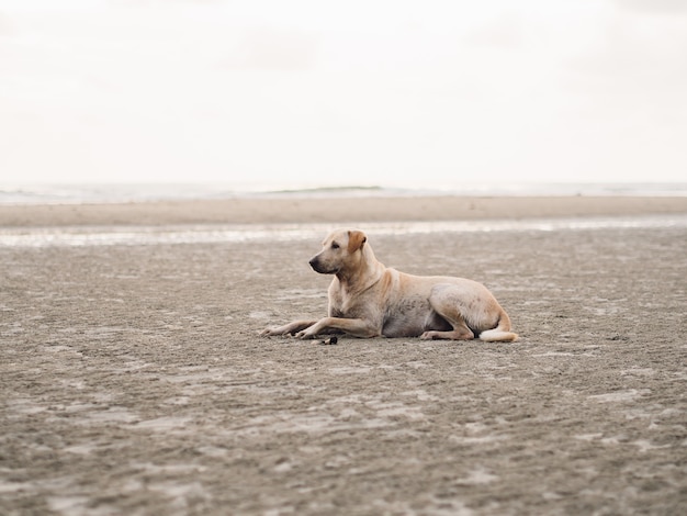 Il cane randagio si distende sulla spiaggia in tailandia.