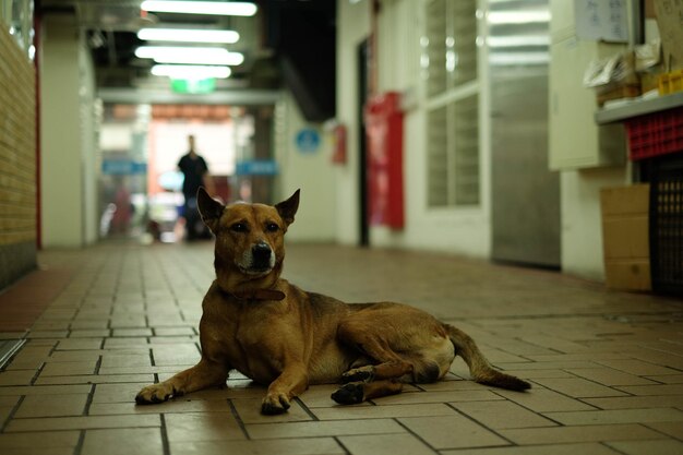 Stray dog resting on footpath in market