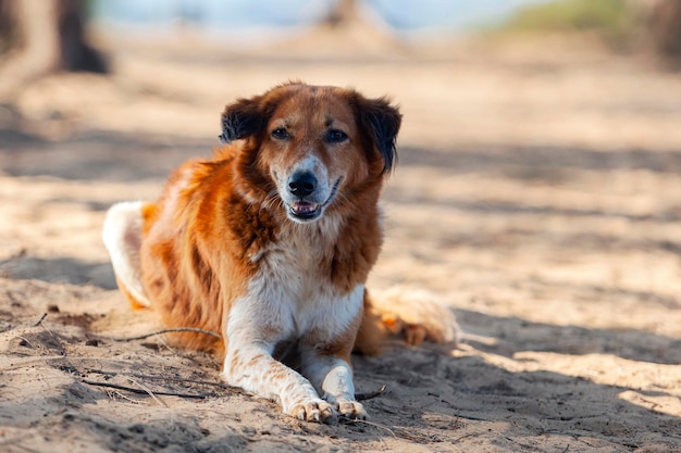 GOAインドの海岸で食べ物を探している野良犬