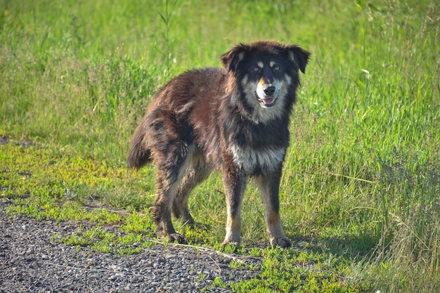 道路脇の野良犬